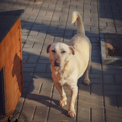 Psy ze schroniska do adopcji Budyń