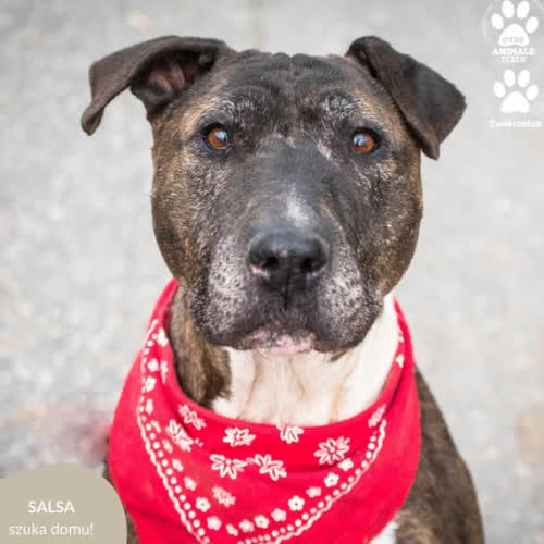 Psy ze schroniska do adopcji SALSA