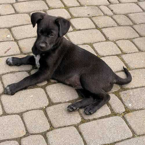 Psy ze schroniska do adopcji Serek