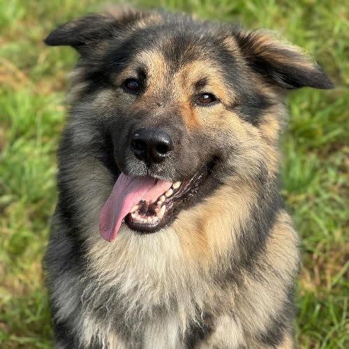 Psy ze schroniska do adopcji Puszek Okruszek