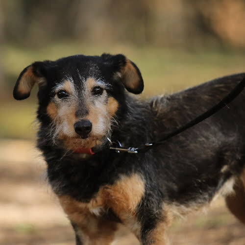 Psy ze schroniska do adopcji Pitusia