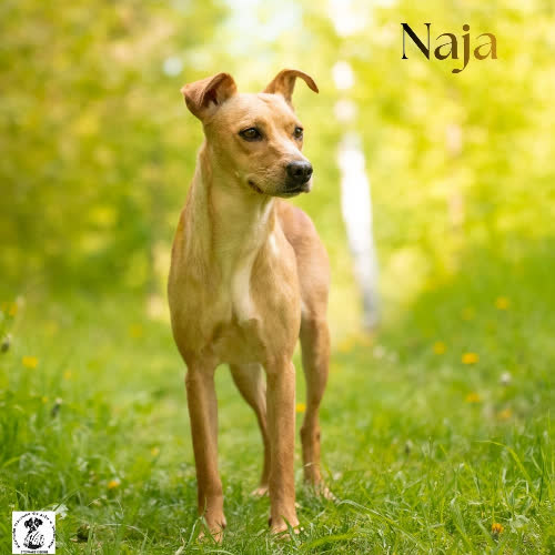 Delikatna NAJA
