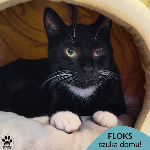 Koty ze schroniska do adopcji Floks