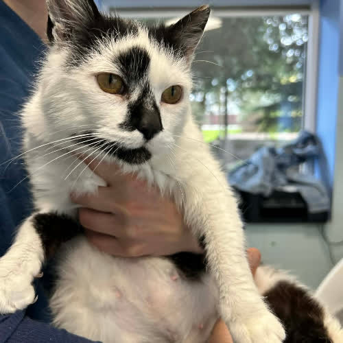 Koty ze schroniska do adopcji Milka 