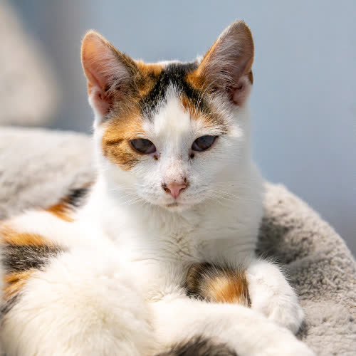 Koty ze schroniska do adopcji Brawurka