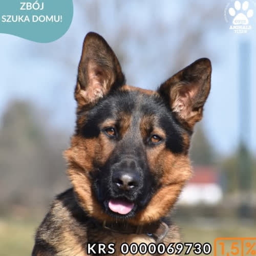 Psy ze schroniska do adopcji ZBÓJ