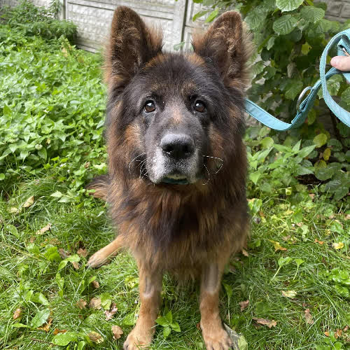 Psy ze schroniska do adopcji Goffie