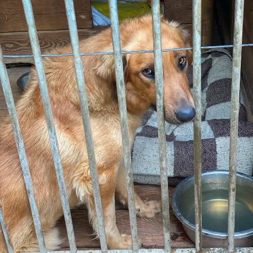 Psy ze schroniska do adopcji Sezam