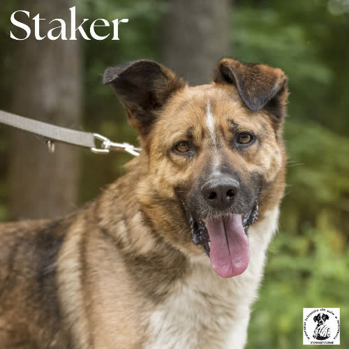 Staker