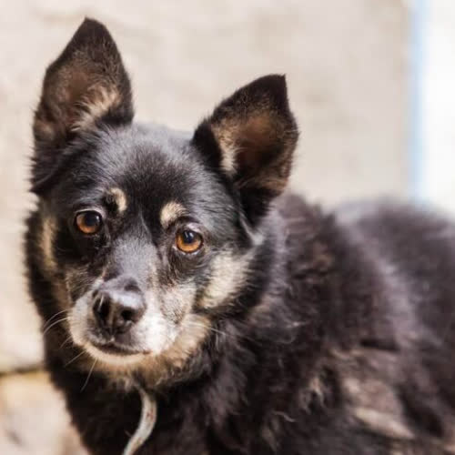 Psy ze schroniska do adopcji Myszka