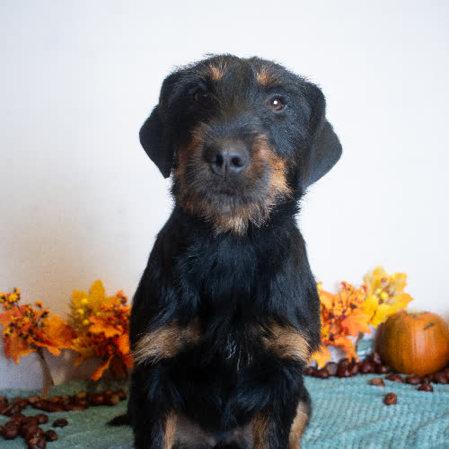 Psy ze schroniska do adopcji SASSY