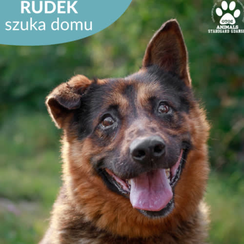 Psy ze schroniska do adopcji Rudek