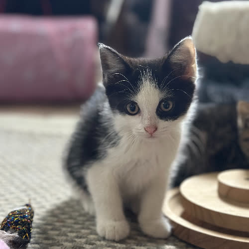 Koty ze schroniska do adopcji Hilary