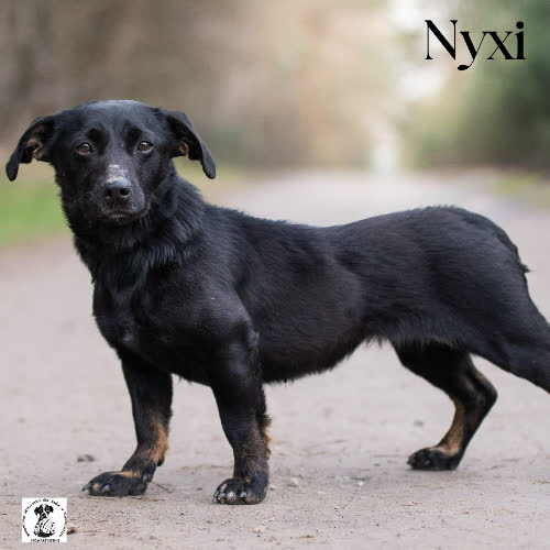 Psy ze schroniska do adopcji Maleńka NYXI