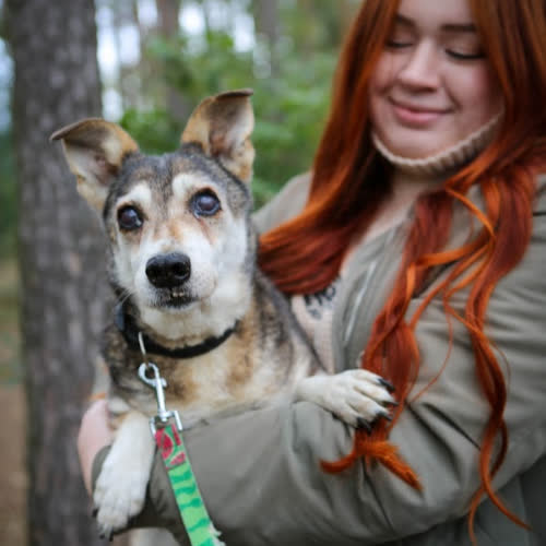 Psy ze schroniska do adopcji Yogi