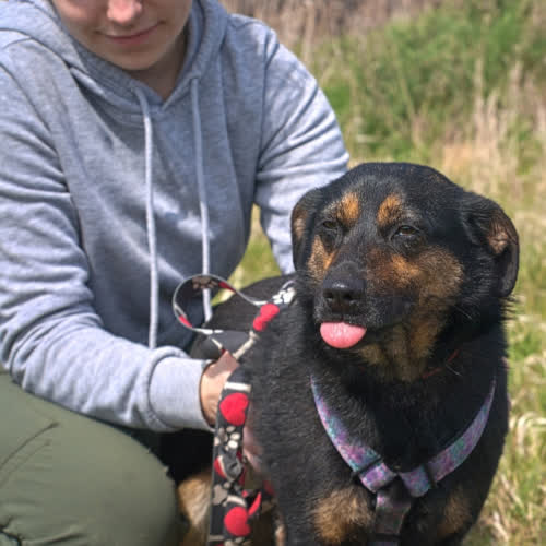 Psy ze schroniska do adopcji PEREŁKA
