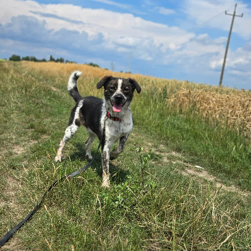 Psy ze schroniska do adopcji Łatek