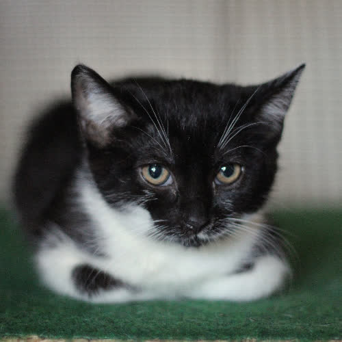 Koty ze schroniska do adopcji Makita i Gardena