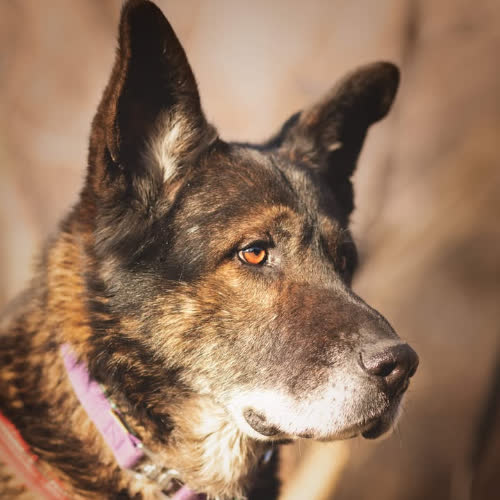 Psy ze schroniska do adopcji Hetman