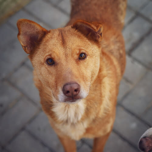 Psy ze schroniska do adopcji Rudzia