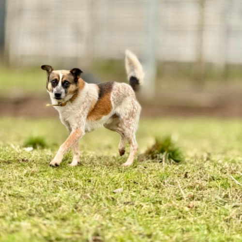 Psy ze schroniska do adopcji Spidi