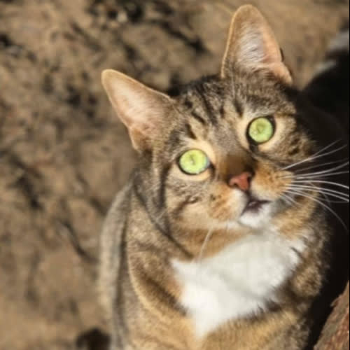 Koty ze schroniska do adopcji Florek