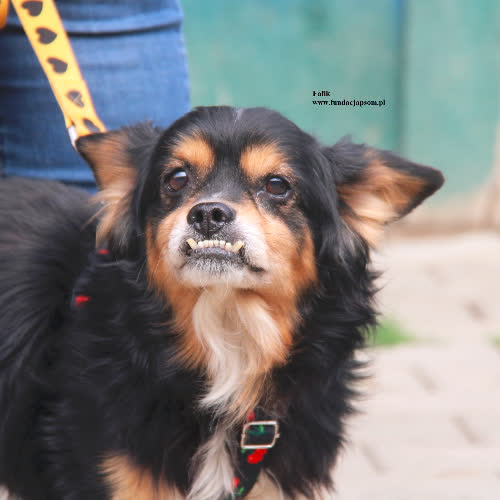 Psy ze schroniska do adopcji Fafik