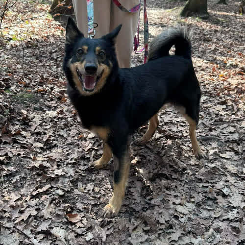 Psy ze schroniska do adopcji Róża