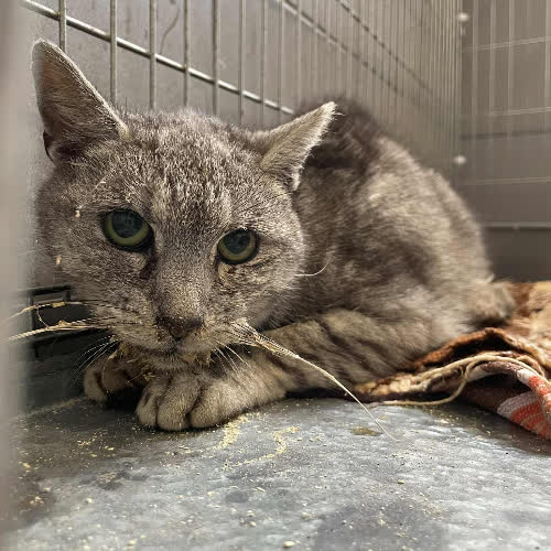 Koty ze schroniska do adopcji A120