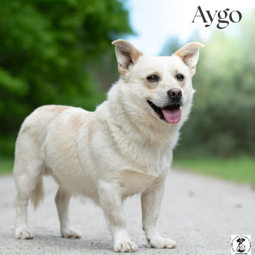 Psy ze schroniska do adopcji Wrażliwy AYGO