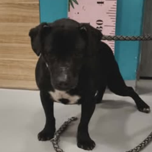 Psy ze schroniska do adopcji Oreo