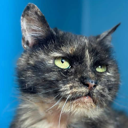 Koty ze schroniska do adopcji Eliza