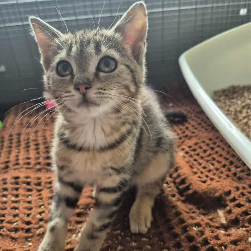 Koty ze schroniska do adopcji Shana