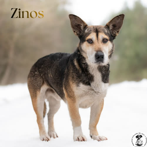 Psy ze schroniska do adopcji Stoicki ZINOS