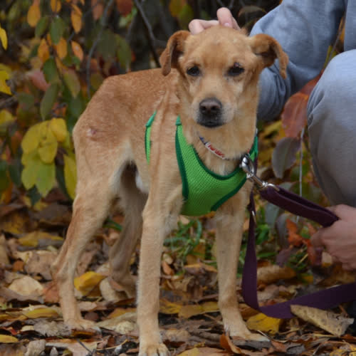 Psy ze schroniska do adopcji PIOTRUŚ PAN