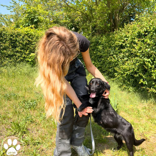 Psy ze schroniska do adopcji Frania
