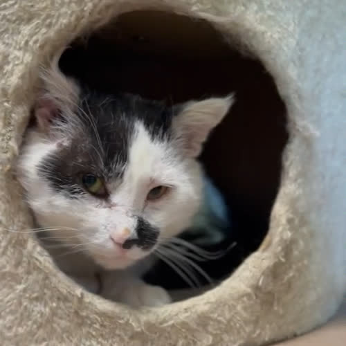 Koty ze schroniska do adopcji Dex