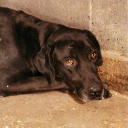 Psy ze schroniska do adopcji Węgielek
