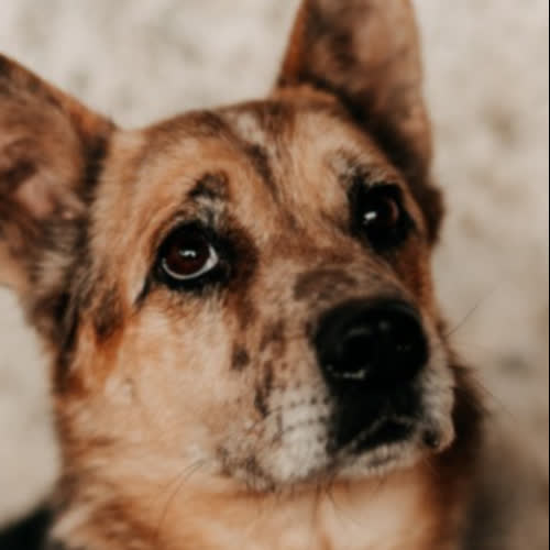 Psy ze schroniska do adopcji Dżok