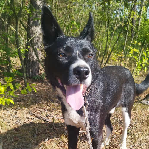 Psy ze schroniska do adopcji Kaj