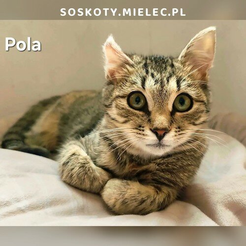 Pola