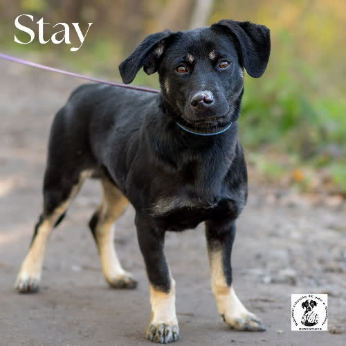 Psy ze schroniska do adopcji Wesoły przyjaciel dzieci STAY 