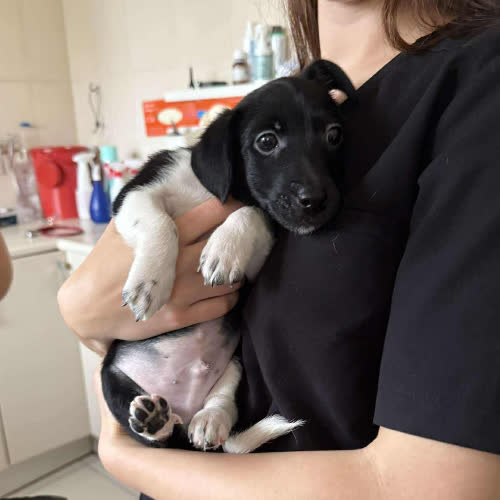 Psy ze schroniska do adopcji Pepper