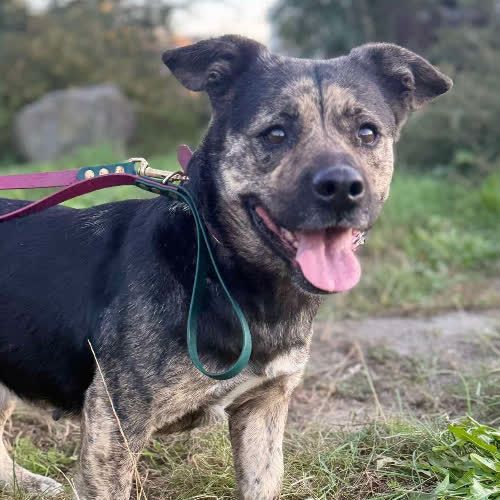 Psy ze schroniska do adopcji Luśka