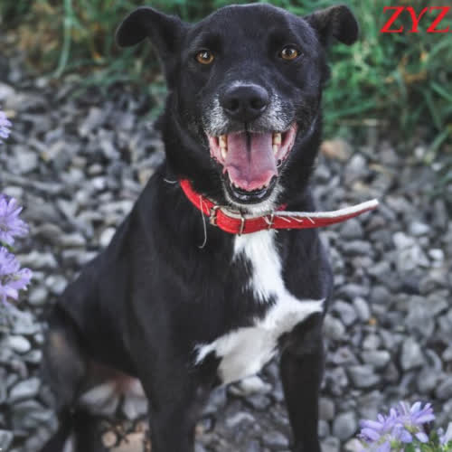 Psy ze schroniska do adopcji ZYZIO