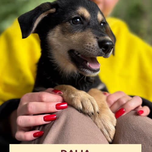 Psy ze schroniska do adopcji Duplo,Dalia,Dymka