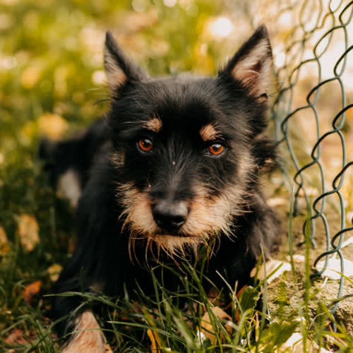 Psy ze schroniska do adopcji Miki