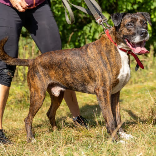 Psy ze schroniska do adopcji Drako