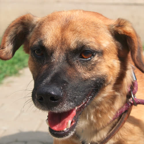 Psy ze schroniska do adopcji Bigos