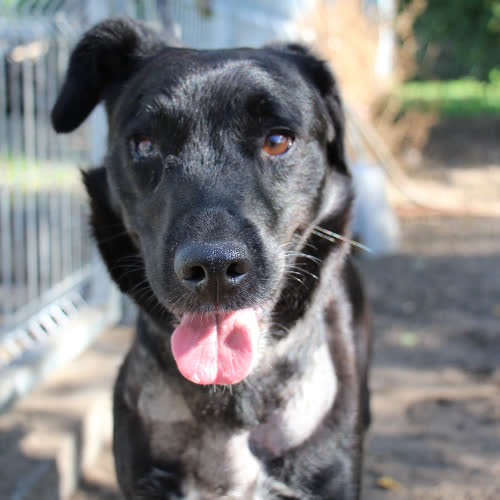 Psy ze schroniska do adopcji Rambo